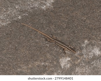 Madeira Wall lizard is a tiny lizard that lives in the cracks in walls. It is endemic to the island of Madeira. The species name is Teira dugesii.