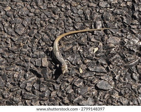 Madeira Wall lizard is a tiny lizard that lives in the cracks in walls. It is endemic to the island of Madeira. The species name is Teira dugesii.