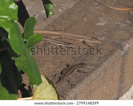 Madeira Wall lizard is a tiny lizard that lives in the cracks in walls. It is endemic to the island of Madeira. The species name is Teira dugesii.