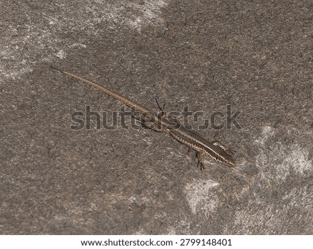Madeira Wall lizard is a tiny lizard that lives in the cracks in walls. It is endemic to the island of Madeira. The species name is Teira dugesii.