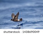 Madeiran Storm Petrel (Oceanodroma castro granti) also known as Band-rumped and Grant