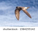 Madeiran Storm Petrel (Oceanodroma castro granti), also known as Band-rumped and Grant