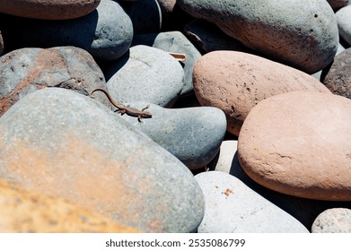 A Madeiran wall lizard basking on a bed of smooth, sunlit pebbles along the rocky shoreline of Vereda da Ponta de São Lourenço. - Powered by Shutterstock