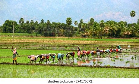 MADHURAI, INDIA - APRIL 31: A Group Of Lady Farmers Rice Planting On Their Field  On April 31, 2015 In Madhurai , Tamil Nadu, India.