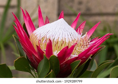 Madiba King Protea In De Doorns Garden