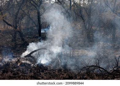 Madikwe Game Reserve. Fire.  South Africa. 