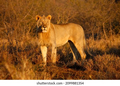 Madikwe Game Reserve. Safari. Lion. South Africa. 