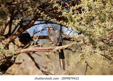 Madikwe Game Reserve. Safari.  South Africa. 