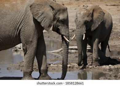 Madkwe Elephants, Jamala Lodge, South Africa