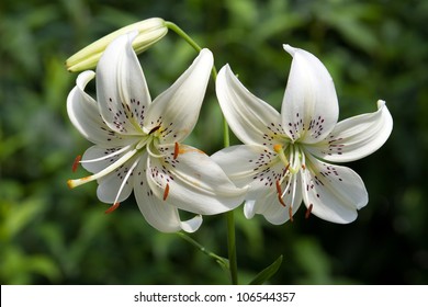 Madonna Lily