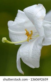 Madonna Lily Closeup