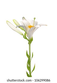 Madonna Lily (Lilium Candidum)