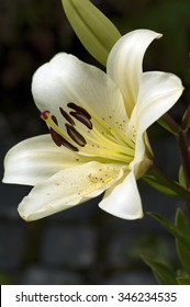 Madonna Lily; Lilium; Candidum