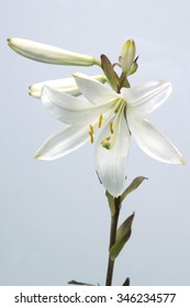 Madonna Lily; Lilium; Candidum