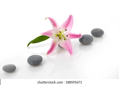 Madonna Lily And Spa Stone