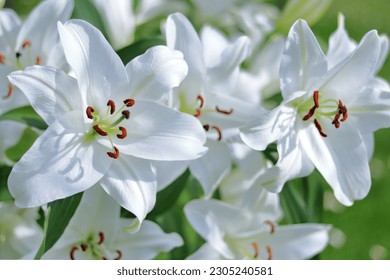 Madonna Lily. White Easter Lily flowers in garden. Lilies blooming. Lilium Candidum. Garden Lillies with white petals. Large flowers in sunny day. Close-up of Lilium flower on natural green background