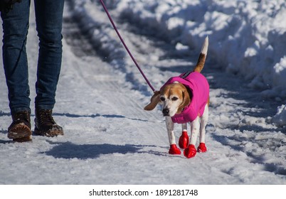 Madrid (Spain); 01 10 2021: The Effect Of Heavy Storm Filomena: Snow, Chaos And Streets Cut Off In The Middle Of Covid-19 Pandemic. A Dog On The Snow With Shoes.