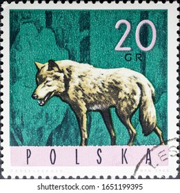 MADRID, SPAIN - FEBRUARY 2, 2020. Vintage stamp printed in Poland shows wolf, Canis lupus