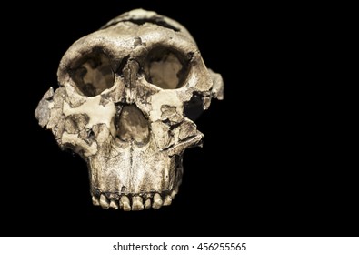 Madrid, Spain - July 11, 2016: Skull Of Paranthropus Boisei Or Australopithecus Boise At National Archaeological Museum Of Madrid