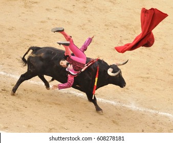 Madrid, Spain - May 01, 2010: A bull tossed bullfighter (toreros) during a bullfight (Corrida) at the bullfight arena Plaza de Toros de Las Ventas in Madrid.
