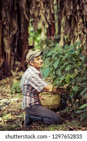 Madriz, Nicaragua - January 26, 2019: In A Green And Natural Landscape Of A Farm A Man Is Cutting Coffee Fruits During Harvest Time