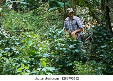 Madriz, Nicaragua - January 26,2019: Man Picking Coffee Fruits In A Nicaraguan Farm