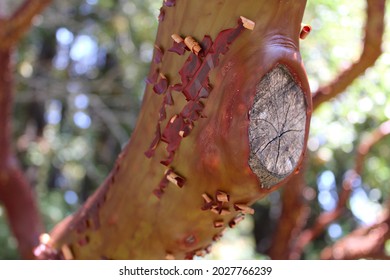 A Madrone Tree Up Close