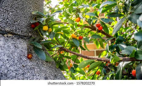 Madrone Tree In A Garden