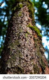 Madrone Tree In The Wilderness 