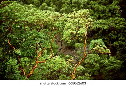 Madrone Trees