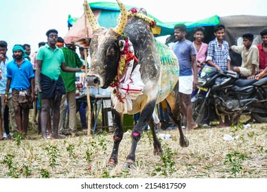 MADURAI, INDIA 07 MAY 2022 : Beautiful Cattle Bull On Bull Taming Sport Festival.