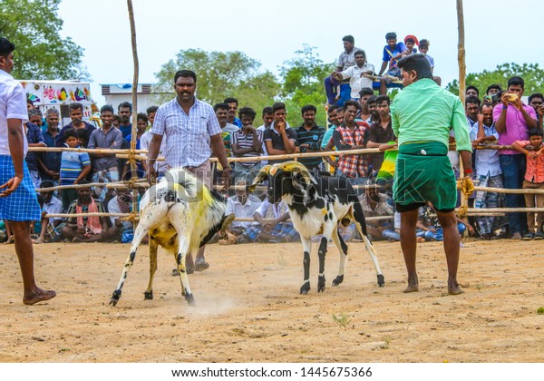 MADURAI, TAMIL NADU, INDIA - August 18,\
2018: Two young goats fighting between at a time on temple festival\
game the city of Madurai in southern\
India.