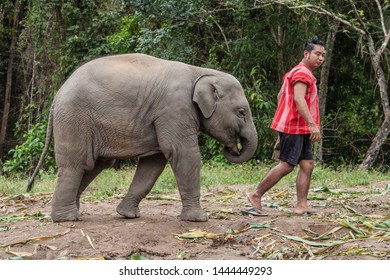 Mae Wang, Thailand - September 5, 2019: Baby Elephant Walking With His Mahout At Karen Elephant Reserve, Mae Wang, Chiang Mai, Thailand.