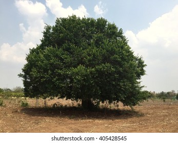 96 Maerua siamensis Images, Stock Photos & Vectors | Shutterstock