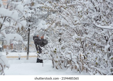 Magadan, Magadan Region, Siberia, Russia - November 8, 2021. A Woman Takes Pictures Of Snow-covered Trees And Bushes On A Smartphone. Lots Of Snow After A Snowfall. Cold Snowy Weather In The City.