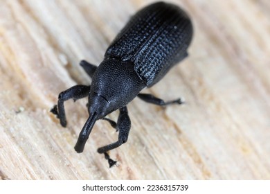 Magdalis common black weevil. Beetle on wood. - Shutterstock ID 2236315739