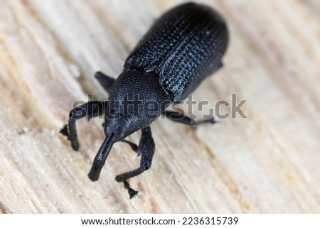 Magdalis common black weevil. Beetle on wood.