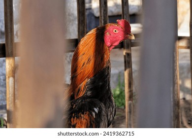 Magelang, 20 December 2023: A rooster is in a cage.