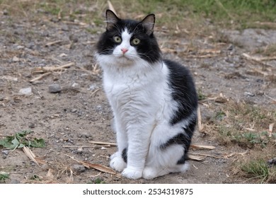 Magelang, Indonesia - 13 October 2024: A cute black and white tabby cat in a garden in summer outdoors - Powered by Shutterstock