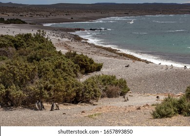 Magelanic Pinguins In Punta Tombo, Argentina