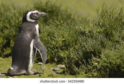 Magellan Penguin