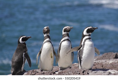 Magellan Penguin, Patagonia, South America. 