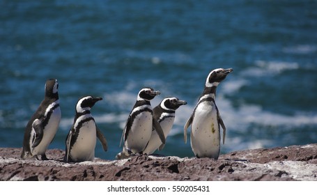 Magellan Penguin, Patagonia, South America. 