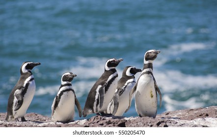 Magellan Penguin, Patagonia, South America. 