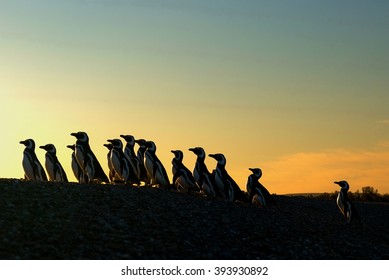 Magellanic Penguin