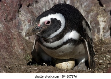  Magellanic Penguin