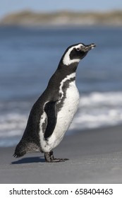 Magellanic Penguin