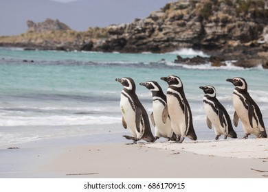 Magellanic Penguin