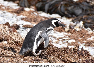 Magellanic Penguin In East Falkland