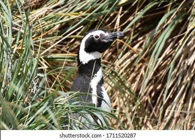 Magellanic Penguin In East Falkland